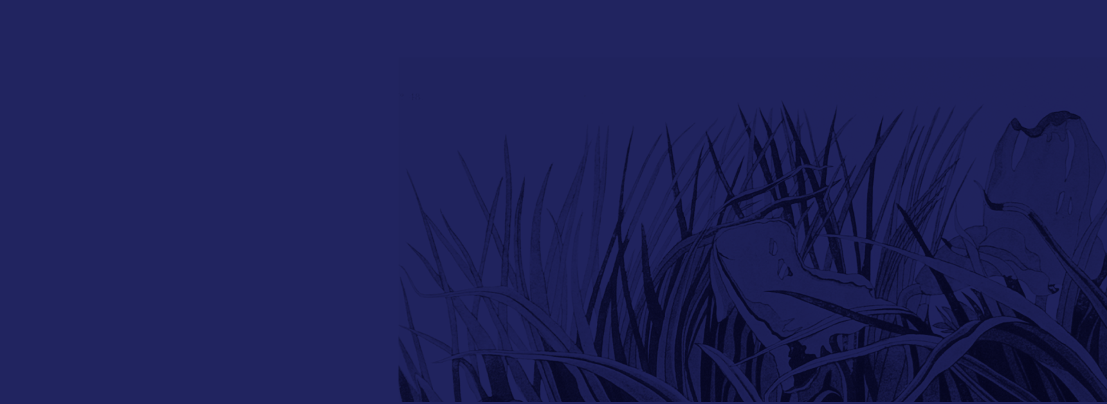 decorative image