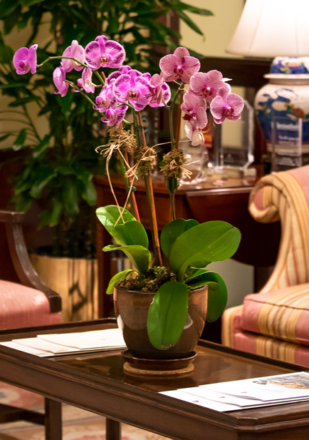 Flower pot on a coffee table.